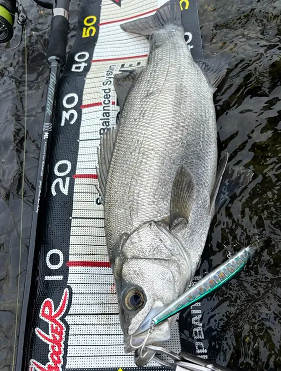ZIPBAITS ジップベイツ
