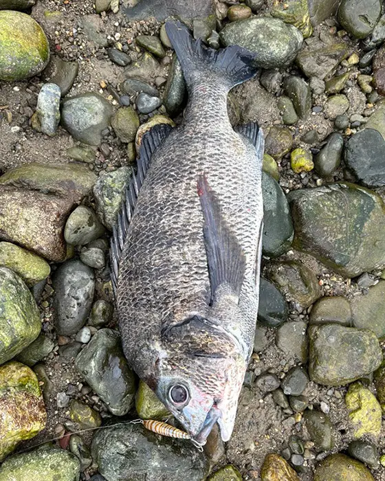 フィールドレポート | ZIPBAITS ジップベイツ