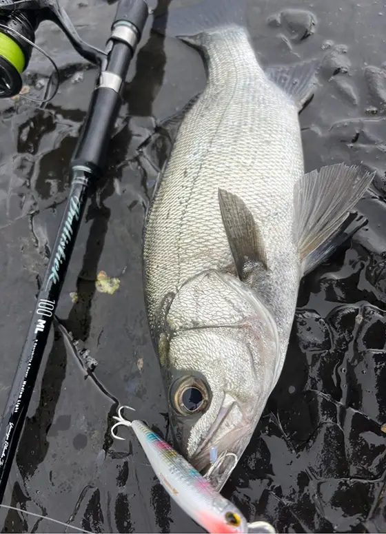 フィールドレポート | ZIPBAITS ジップベイツ