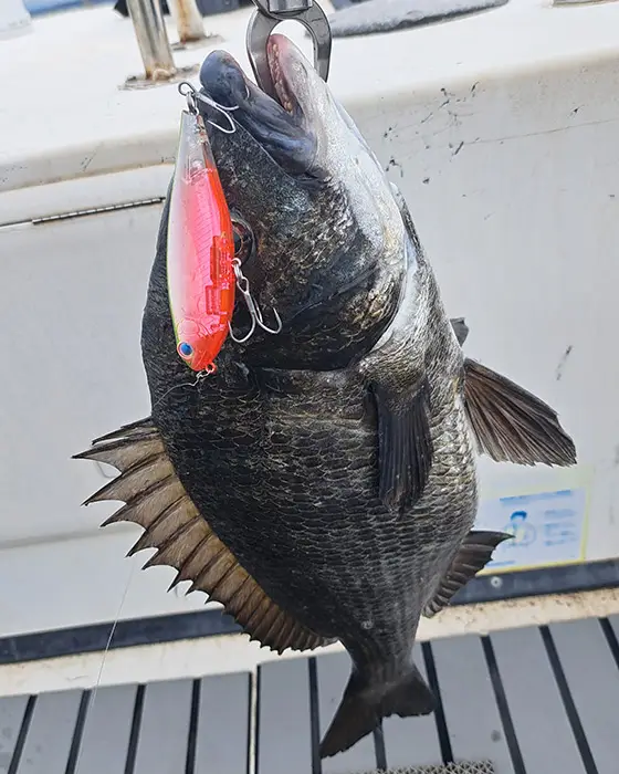 ZIPBAITS ジップベイツ