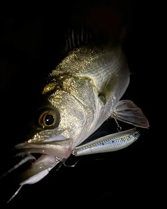 フィールドレポート | ZIPBAITS ジップベイツ