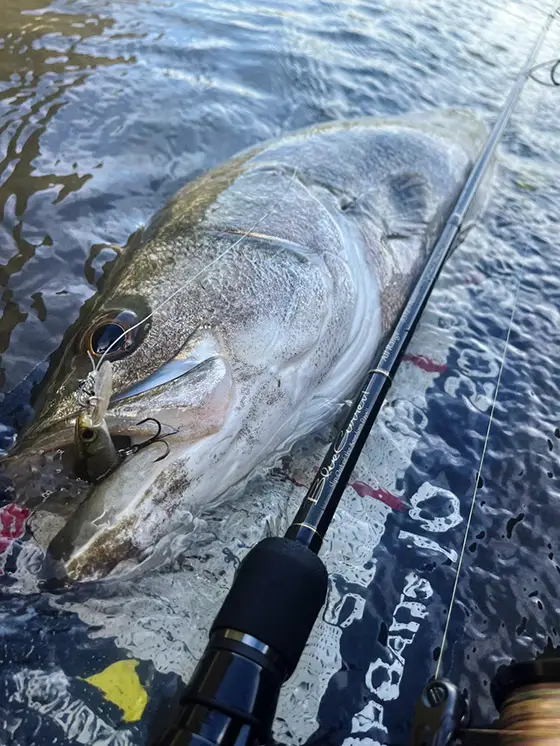 日本未発売 USダイワ ベッシー Muskie FAST SINKING 日本未発売 USダイワ ベッシー Muskie FAST SINKING
