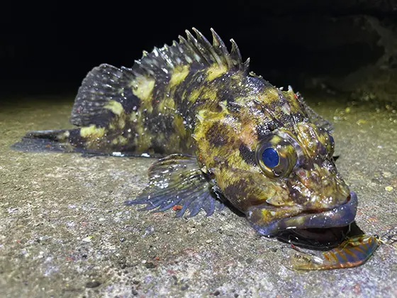 ZIPBAITS ジップベイツ