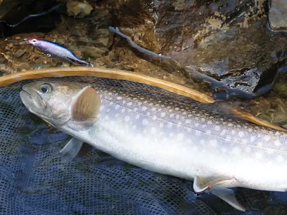 ZIPBAITS ジップベイツ ZIPBAITS ジップベイツ