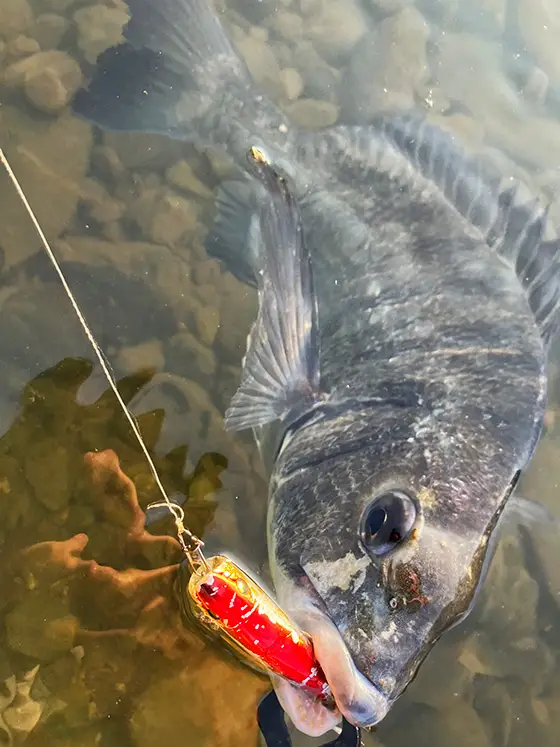 ZIPBAITS ジップベイツ