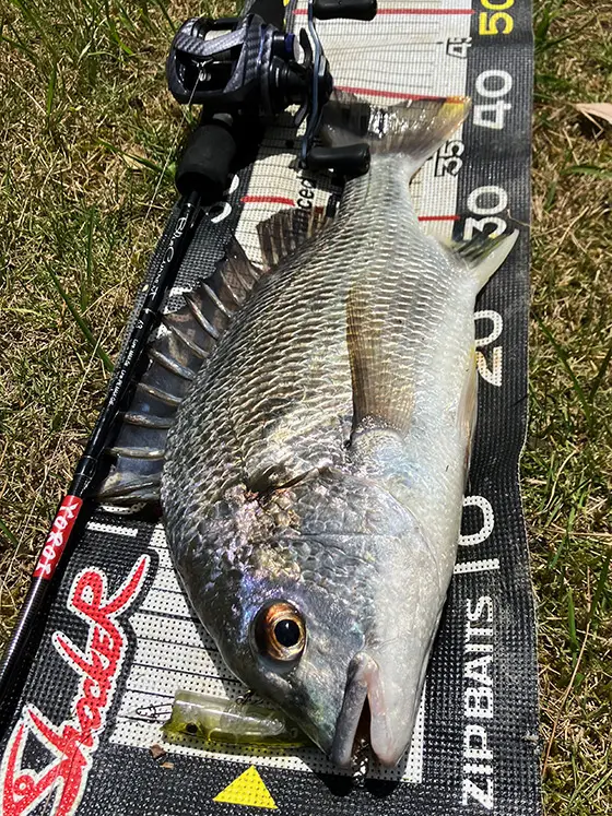 【鯖落ち】メバルプラグ　13点セット（DAIWA、ジップベイツ他） ZBLV58-13.jpg