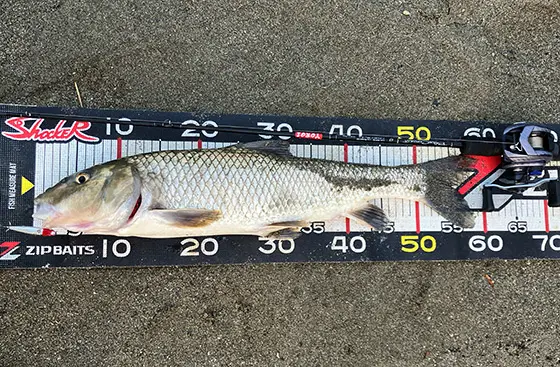 ZIPBAITS ジップベイツ