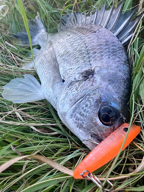 ZIPBAITS ジップベイツ