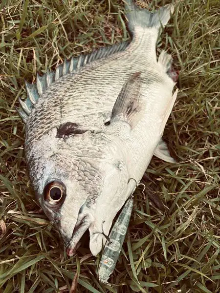 ZIPBAITS ジップベイツ