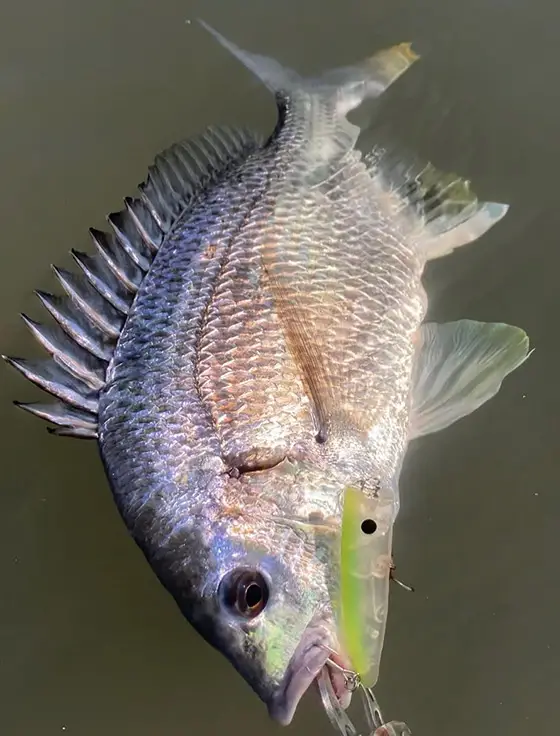 ZIPBAITS ジップベイツ