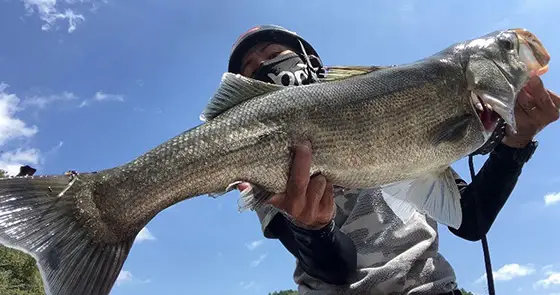 フィールドレポート | ZIPBAITS ジップベイツ