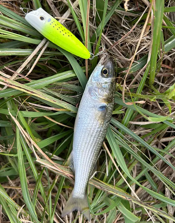フィールドレポート | ZIPBAITS ジップベイツ