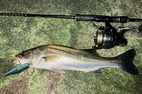 スペードスリーベイツ S-WORKS ARES 2 WHT 42(42 (27cm) ホワイト): シューズ&ペダル