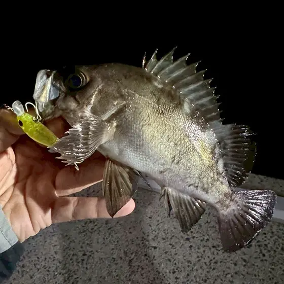 フィールドレポート | ZIPBAITS ジップベイツ