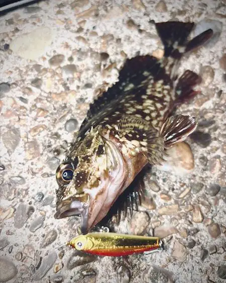 ZIPBAITS ジップベイツ